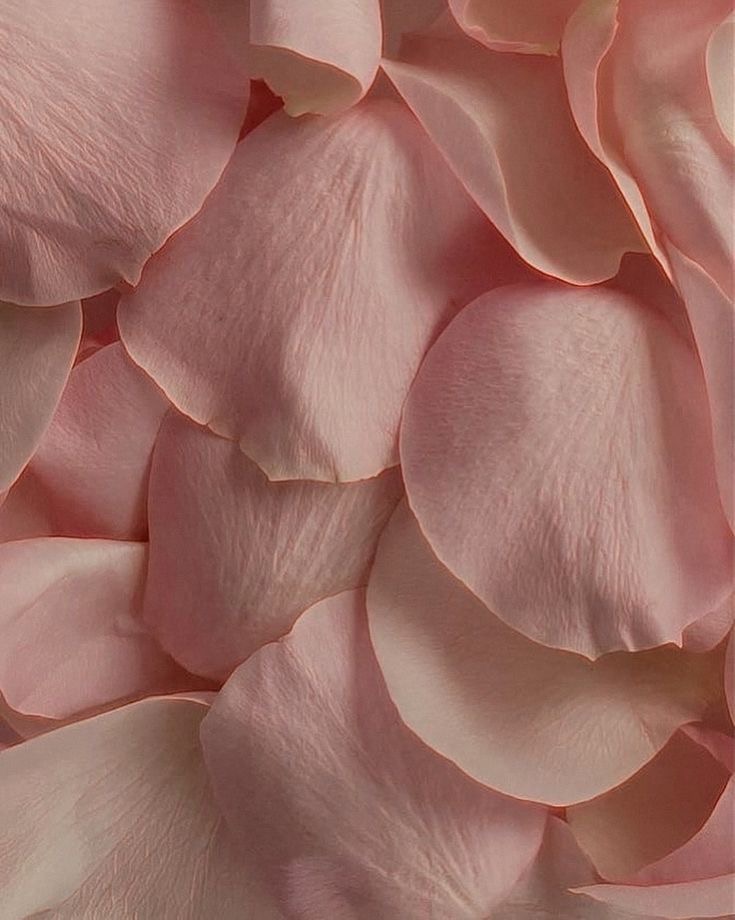 pétales de fleur de cerisiers