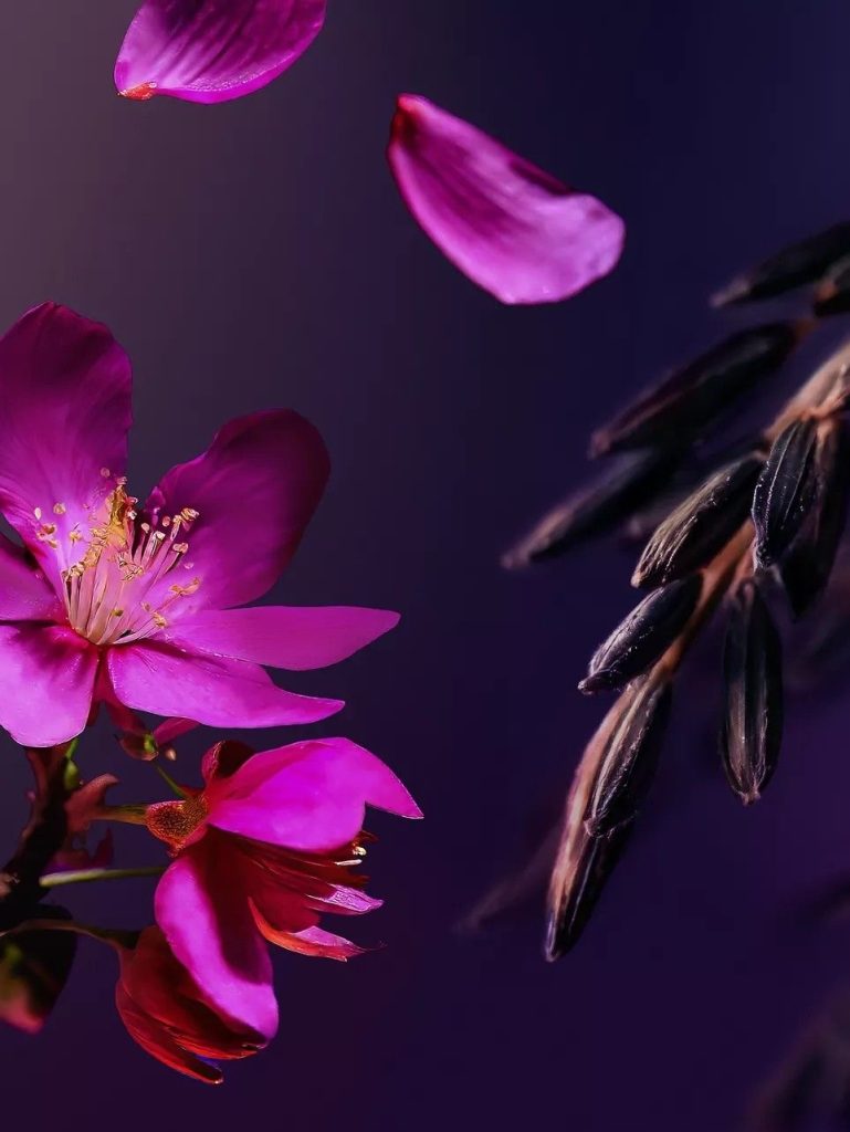 fleur de cerisier violette foncée