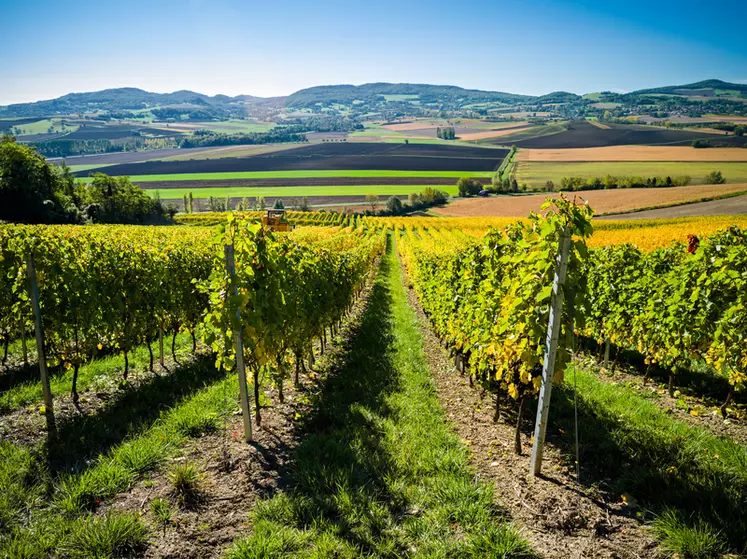 Vigne du domaine du Pin, exploitation de vins