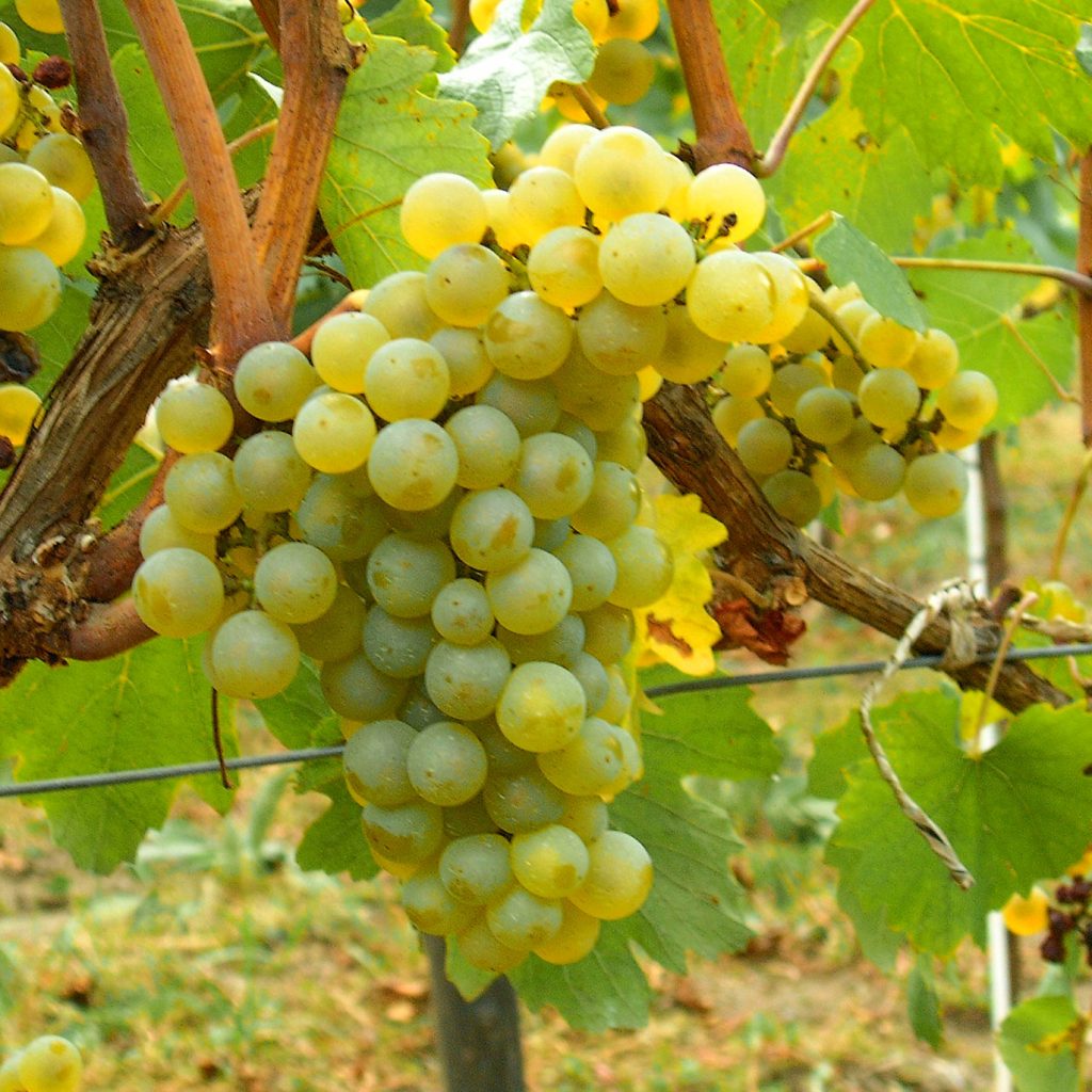 Les cépages de nos vins