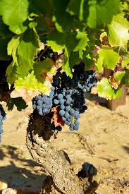 Soirée dégustation de vins de notre région